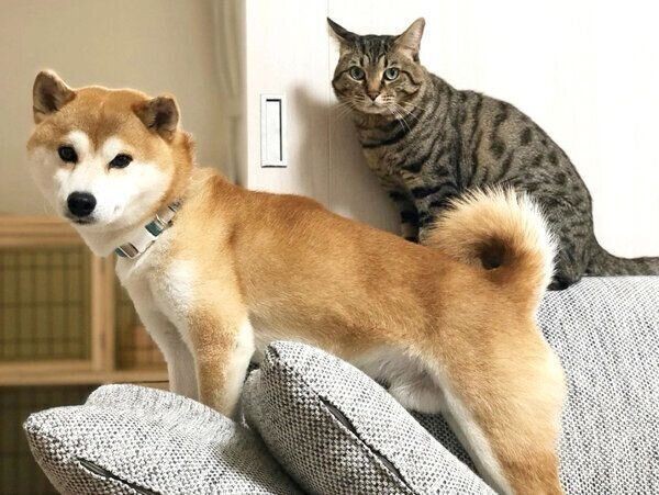 数カ月に1回 ニャーン と鳴く柴犬が可愛さがたまらない