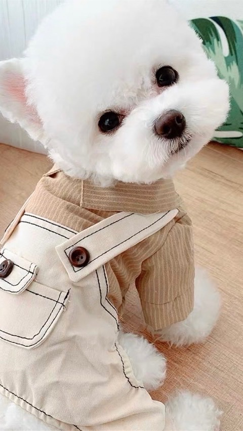 豆福毛孩同樂會🐕🐩🦮🐈🐈‍⬛