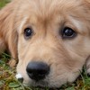 ゴールデンレトリバーを愛する会
