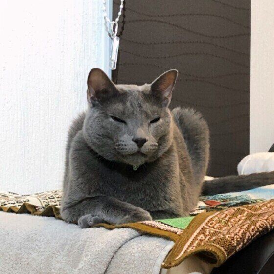 猫の 香箱座り にはこんなにバリエーションがある