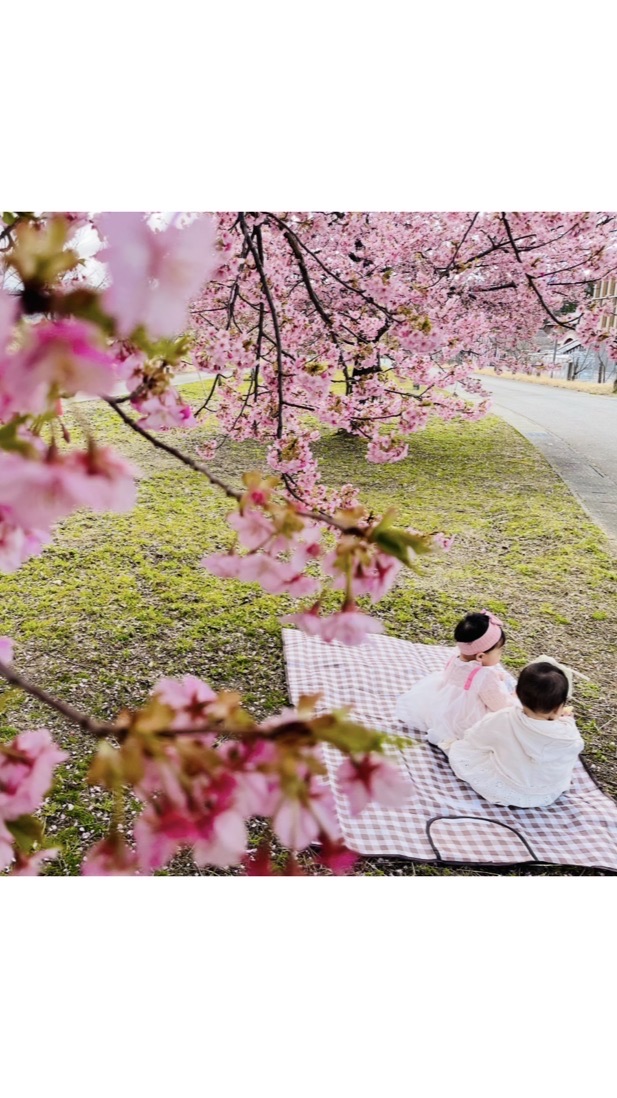 3/26河津桜＆ランチ
