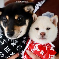 ชิบะ (Shiba) Club