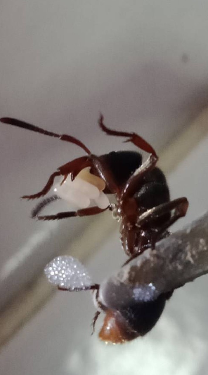 Asian ant herders of Thailand
