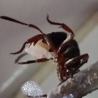 Asian ant herders of Thailand