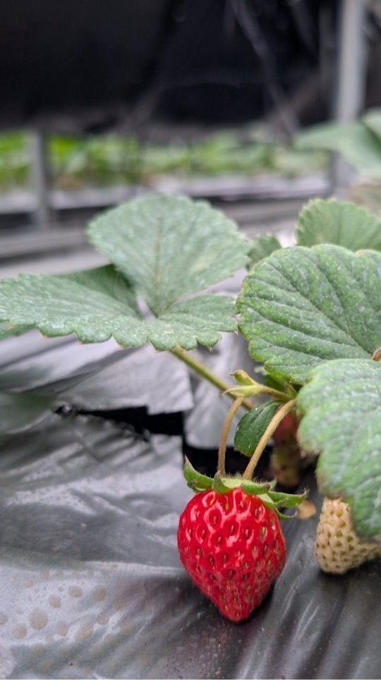 威果農業(草莓&瓜)