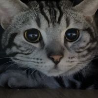 臉書就是要開團