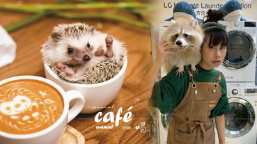 台北「獵奇動物」咖啡廳推薦！「浣熊、小狐朦、刺蝟」咖啡廳，陪你度過放鬆午後～