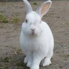 うさぎさんと共に