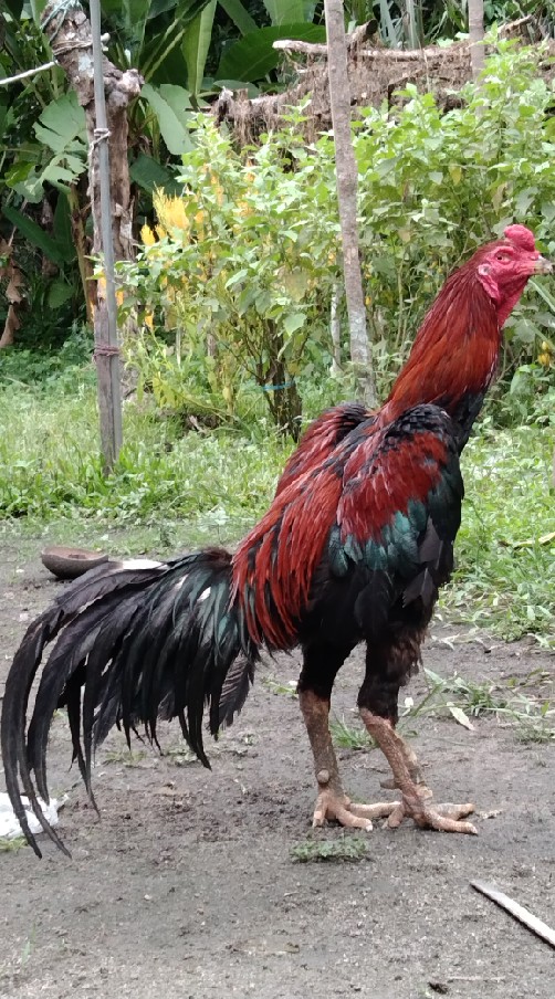 ซุ้ม ไก่ใต้ ปลายด้ามขวาน