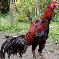 ซุ้ม ไก่ใต้ ปลายด้ามขวาน