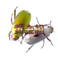 🪲黄金組解散！🪲
