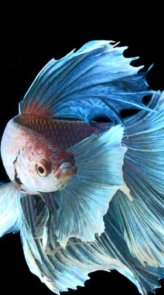 一級棒水族