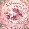 ปลากัดสวยงาม🐠