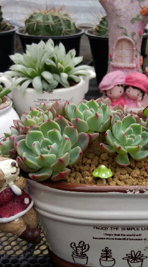 Succulent Enjoy..😋