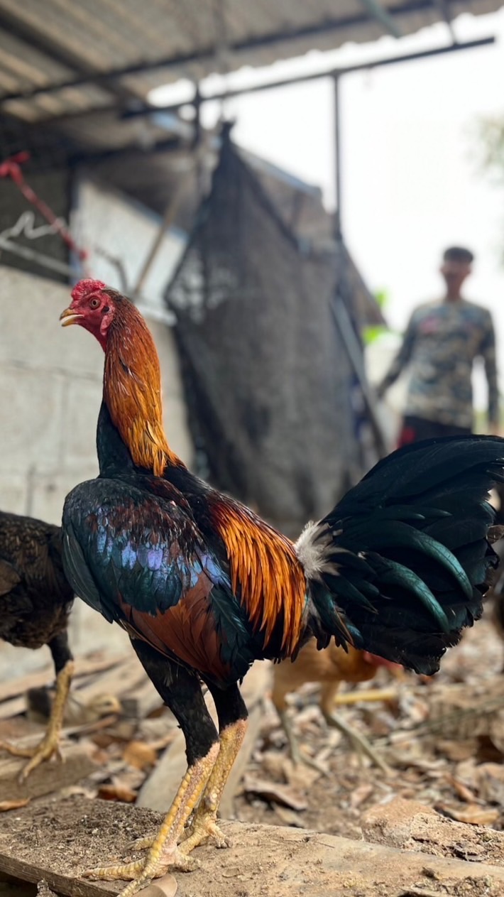 ชมรมคนชอบกีฬาไก่ชน 🐔