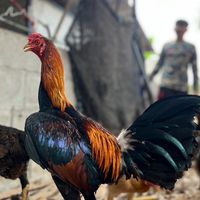 ชมรมคนชอบกีฬาไก่ชน 🐔