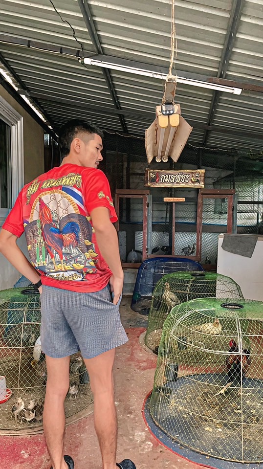 " ซุ้ม กมลพัชร "พันธุกรรมพม่าแข้งคม🐲เหล่าโกวเซ้มฟาร์ม 🐲