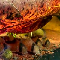 🐠瘋鼠樂水族俱樂部🐠