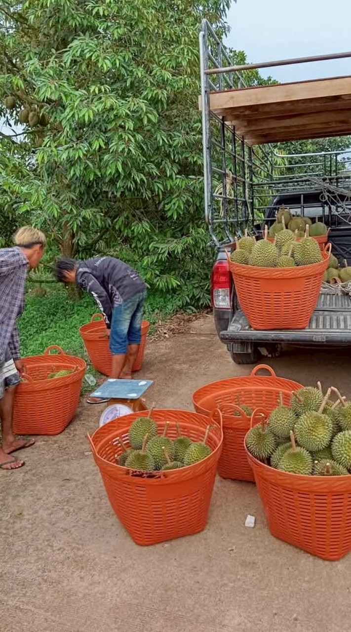เเผงรับซื้อรับตัดทุเรียนจันทร์/ใต้