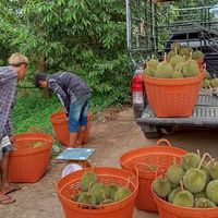 เเผงรับซื้อรับตัดทุเรียนจันทร์/ใต้