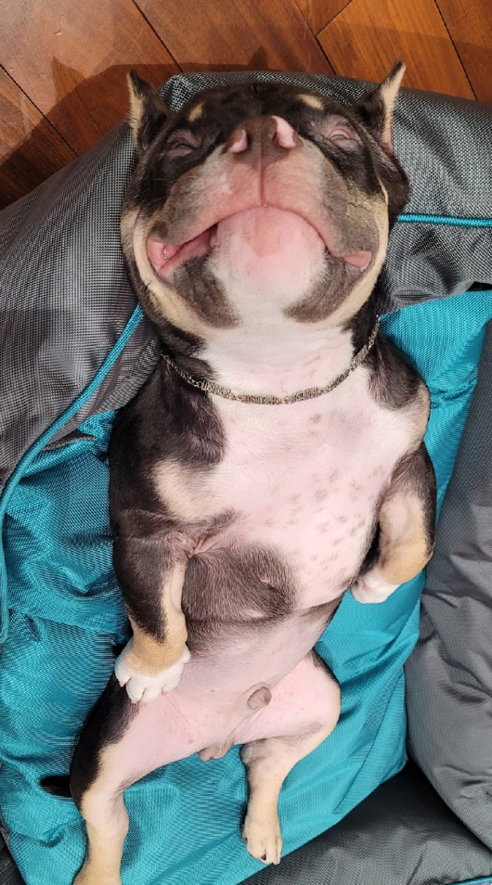 林口🐶毛寵孩🐱寶貝家族