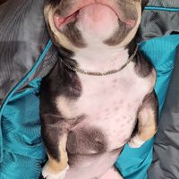 林口🐶毛寵孩🐱寶貝家族