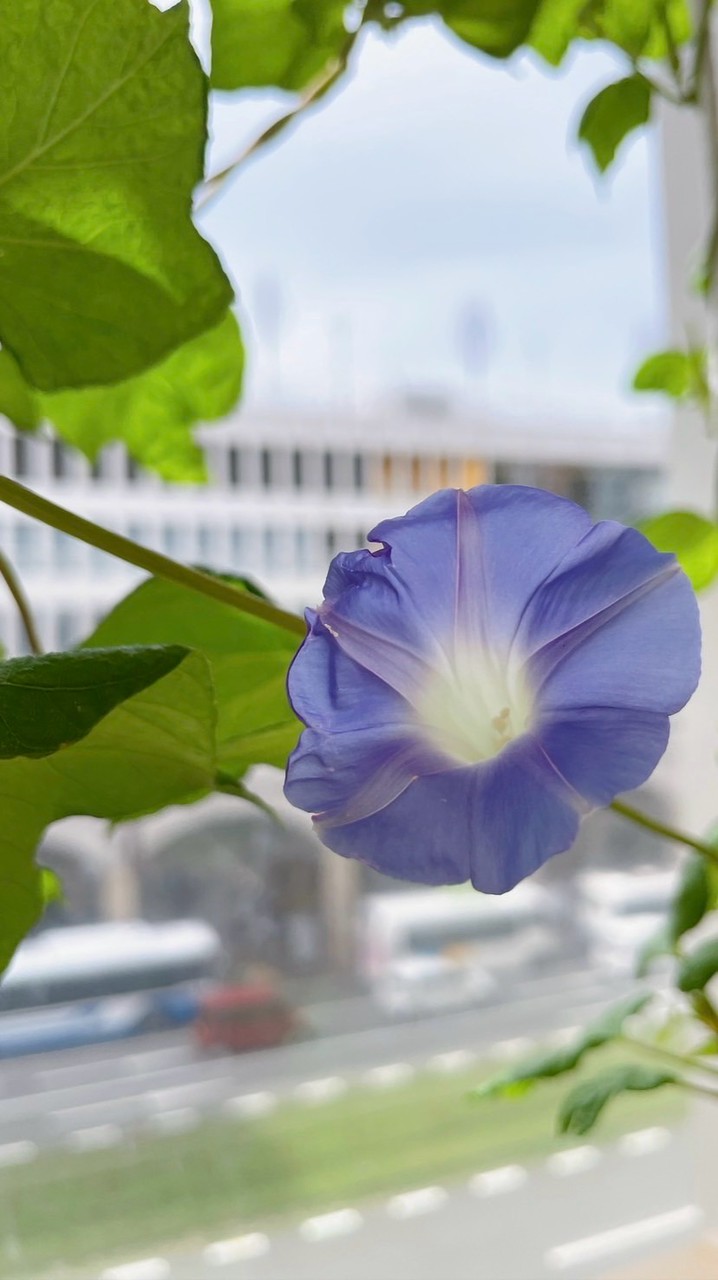 明後日朝顔くまもと26