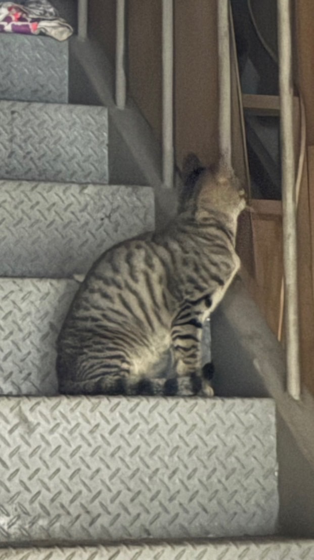 猜猜我是誰