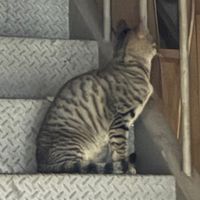 猜猜我是誰