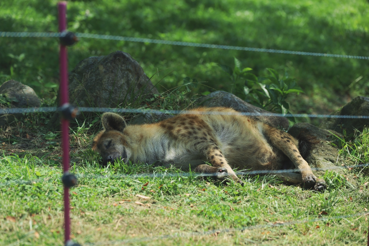 九州自然野生動物園 1454