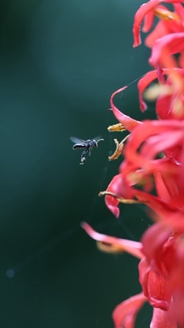 高雄奇特生物