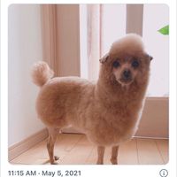 中區貴賓家族