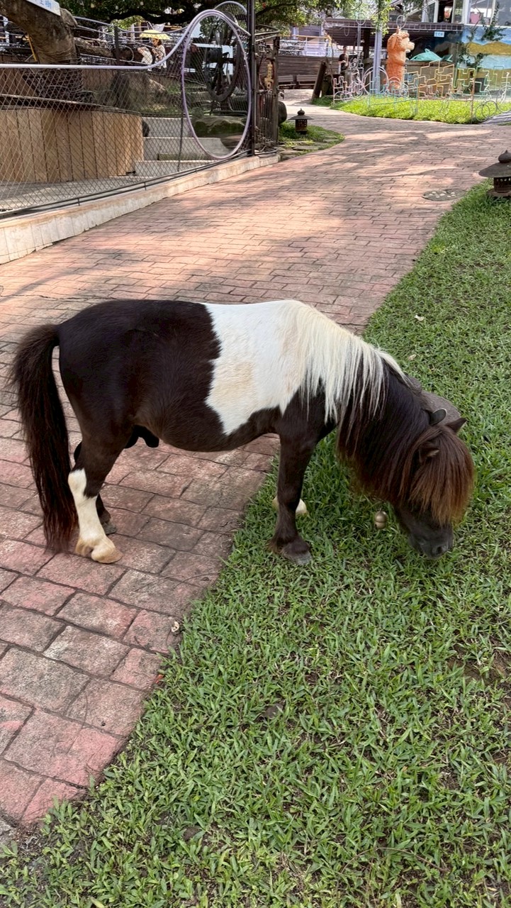 🇹🇼夾出人生🇹🇼