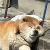 新しいケモナー界隈の溜まり場