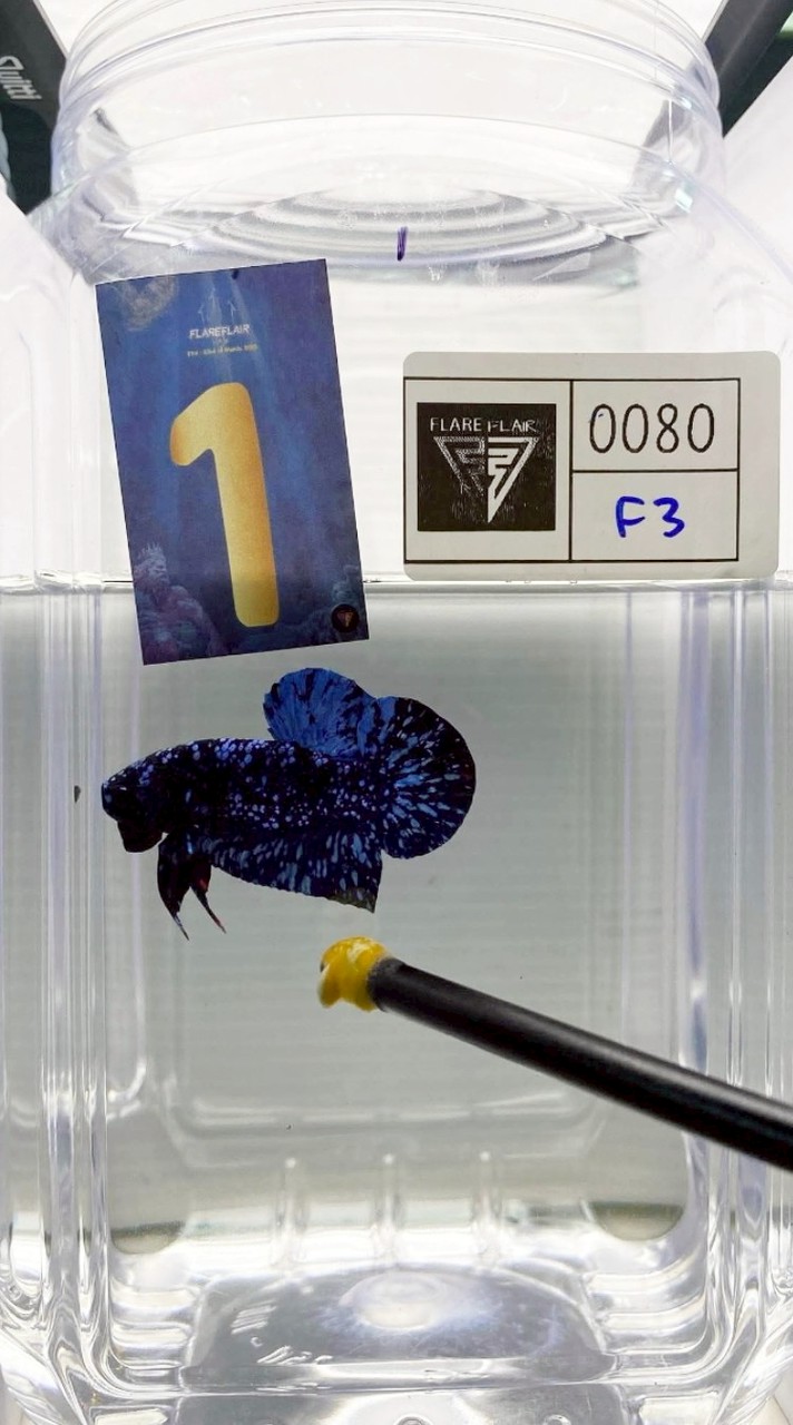 Twentyfour Betta