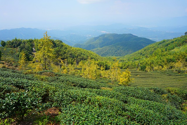 大崙山觀光茶園