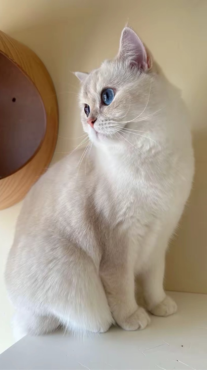 😺療聊貓咪群😽