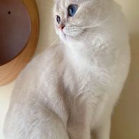 😺療聊貓咪群😽