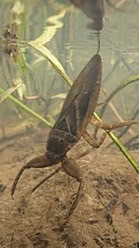 水生昆虫好きな人