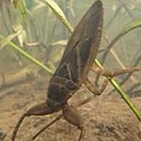 水生昆虫好きな人