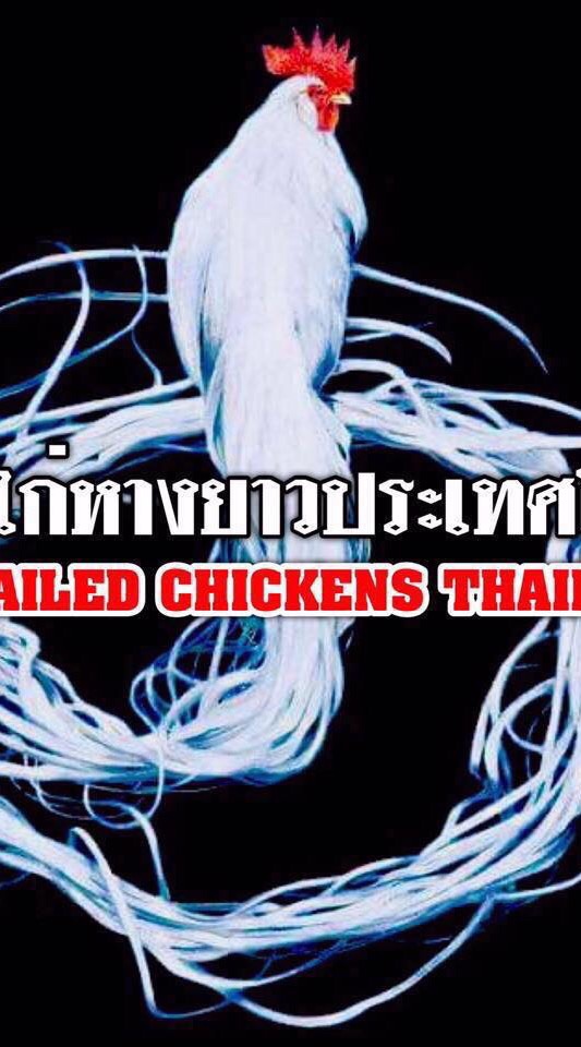 ชมรมไก่หางยาวประเทศไทย