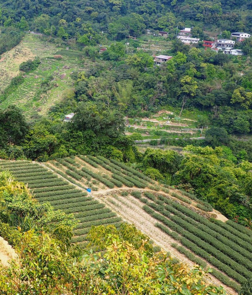 貓空喝茶,貓空泡茶,景觀餐廳,貓空,文山