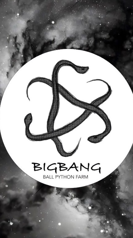 Bigbang Ballpython