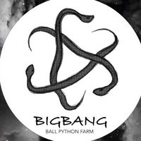 Bigbang Ballpython