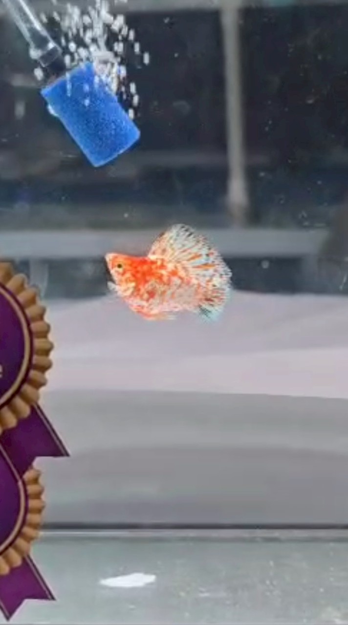 pomมอลลี่สายประกวด