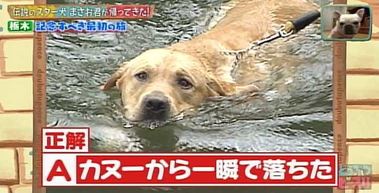 何問正解できる ポチたま の人気旅犬 まさお君の爆笑ハプニングクイズに挑戦 どうぶつピース