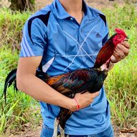 ซุ้ม เพชรเดินดิน 💎🚶🏻