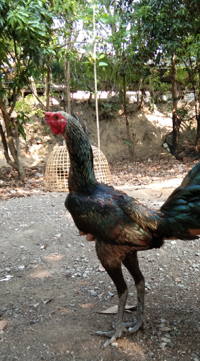 ส.นับหนึ่งไก่ชน cm