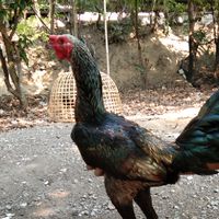 ส.นับหนึ่งไก่ชน cm