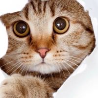 ねコミュニティ🐾大分中津